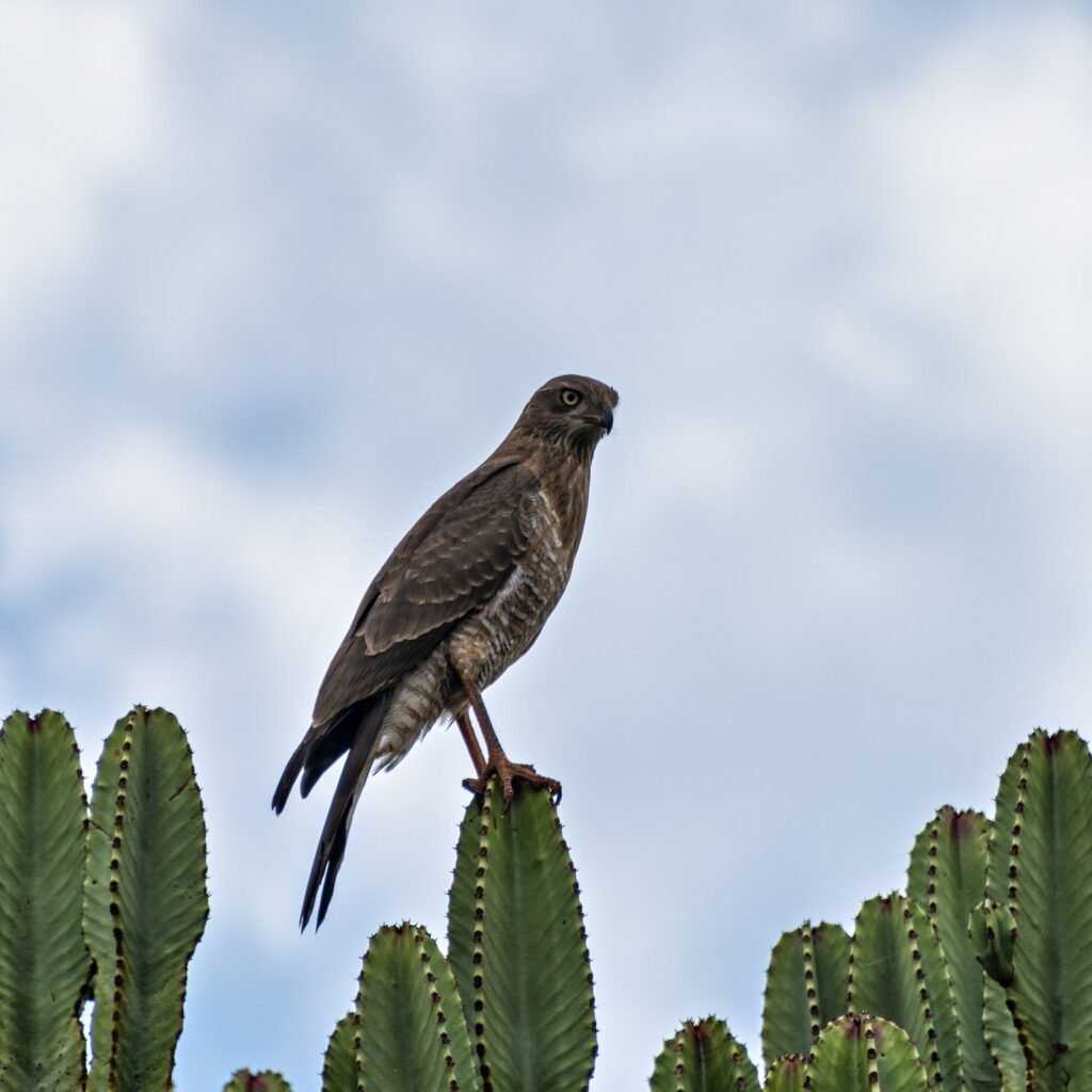 Gavilán común (Accipiter nisus)