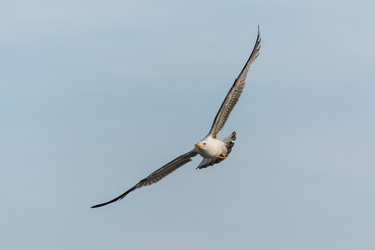 Gaviota patiamarilla (Larus michahellis)