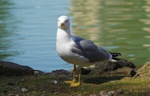 Gaviota patiamarilla: el ave marina que colonizó la ciudad