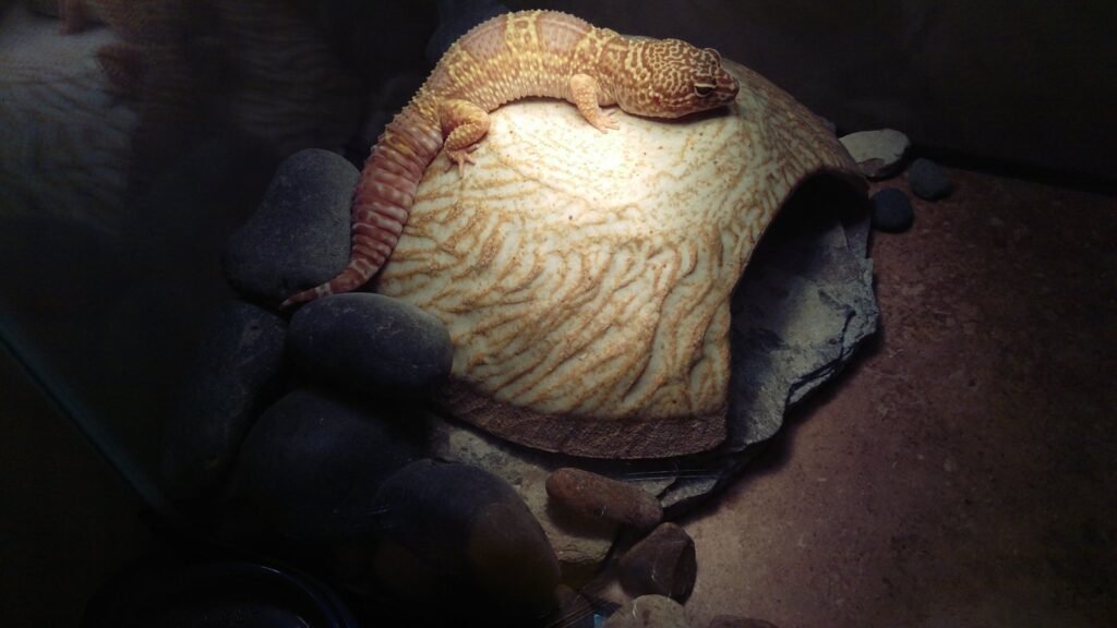 Gecko leopardo (Eublepharis macularius)