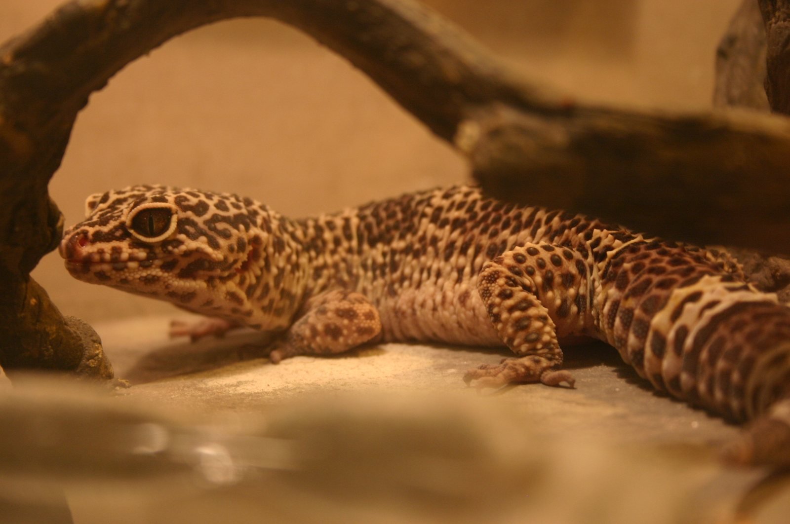 Gecko leopardo de cerca mostrando párpados móviles y cola gruesa