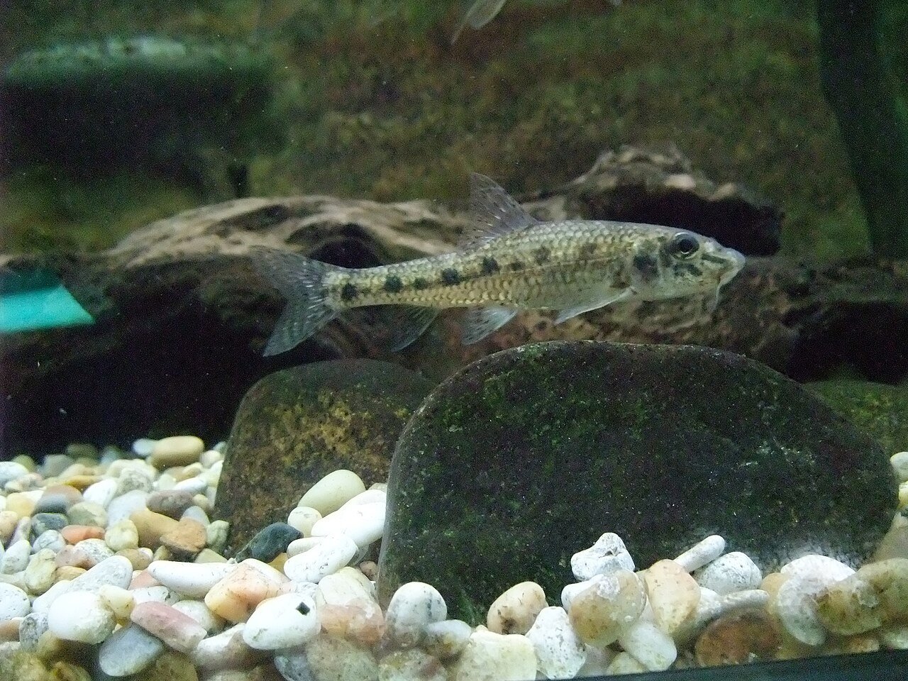 Gobio (Gobio lozanoi)