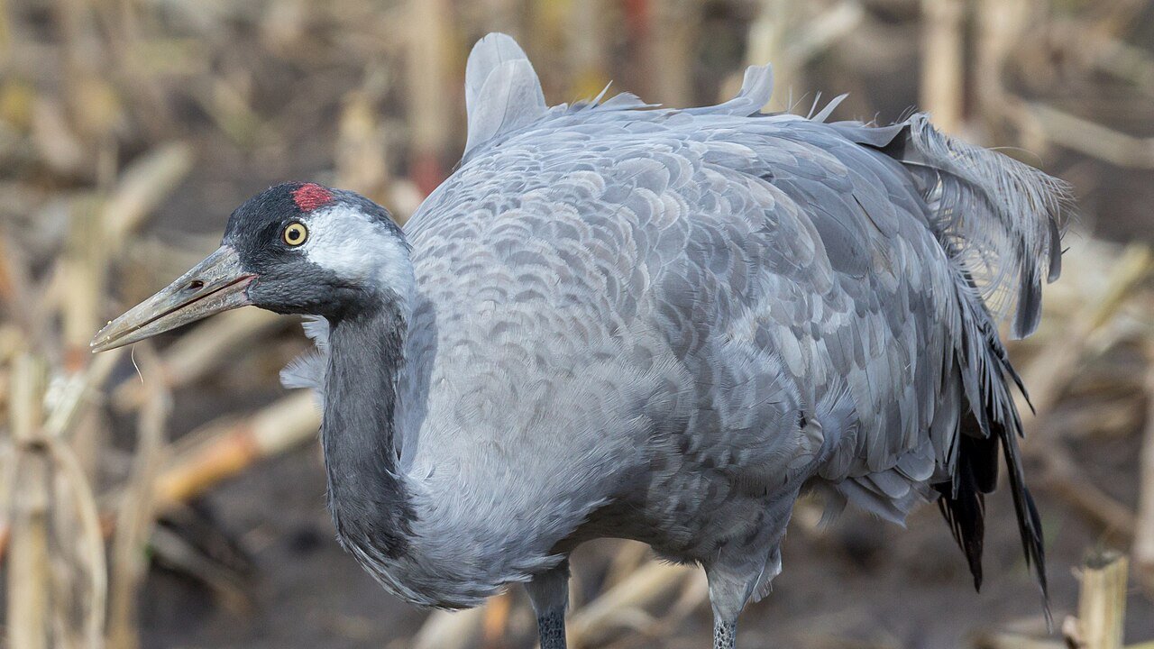 Grulla común (Grus grus)
