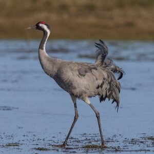 Grulla común (Grus grus): la gran ave migratoria que baila