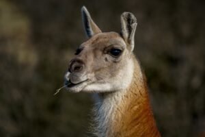Guanaco (Lama guanicoe): el ancestro salvaje de la llama