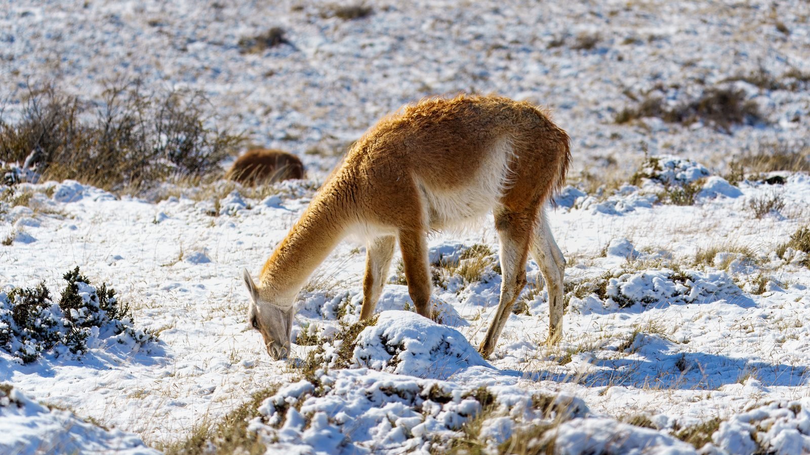 Guanaco pastando en paisaje invernal, Torres del Paine