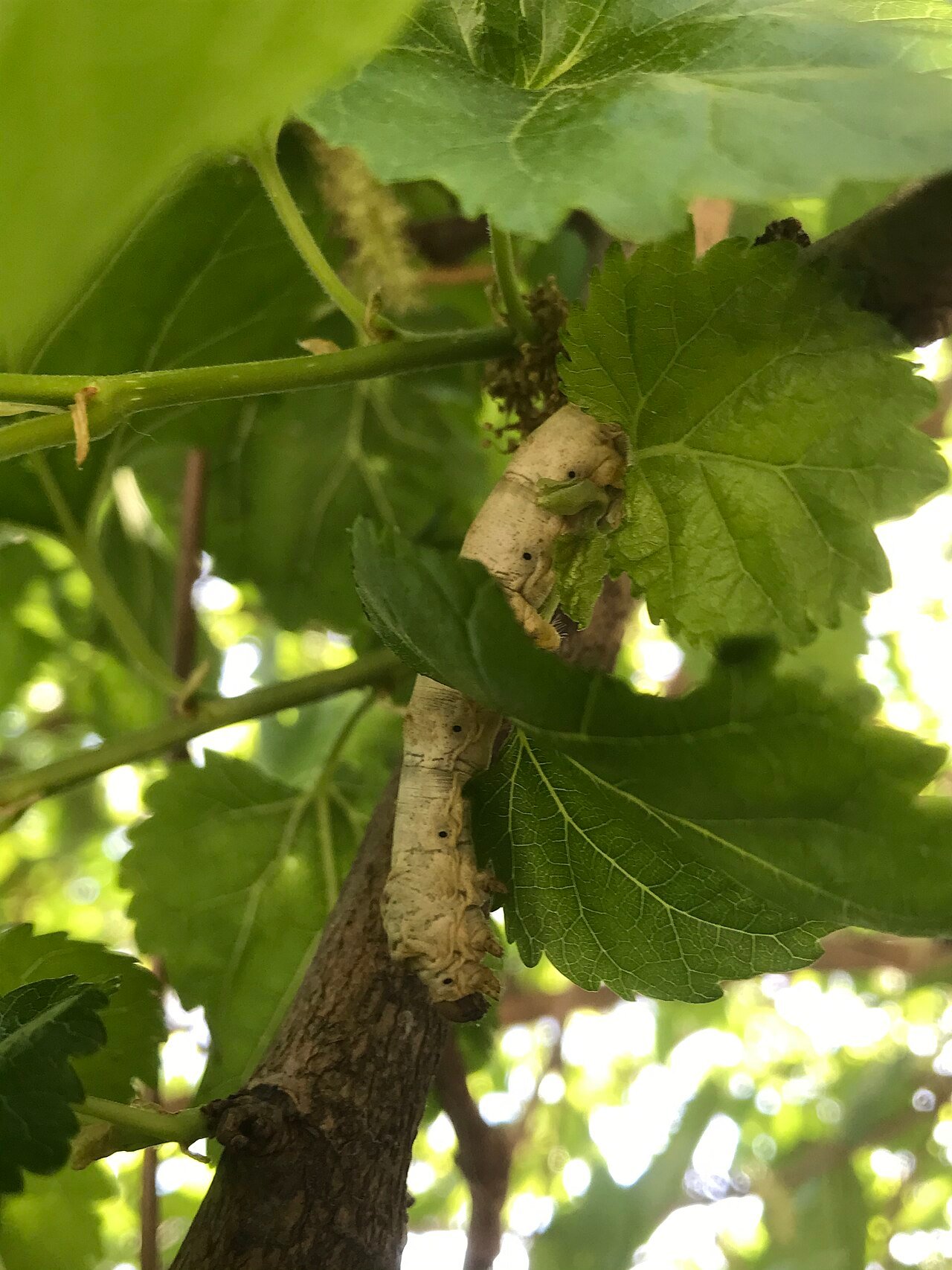 Gusano de seda (Bombyx mori)