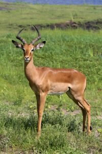 Impala (Aepyceros melampus): el antílope que salta 3 metros