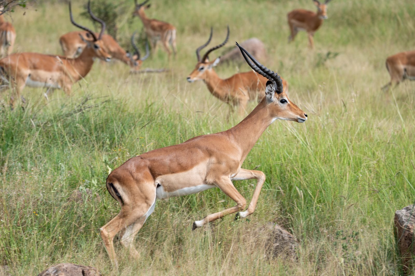 Impalas saltando en el Serengeti, Aepyceros melampus