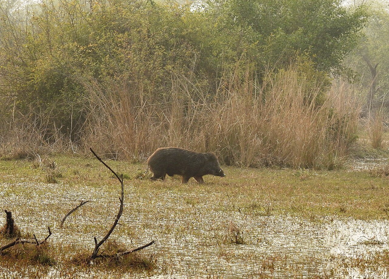 Jabalí (Sus scrofa)