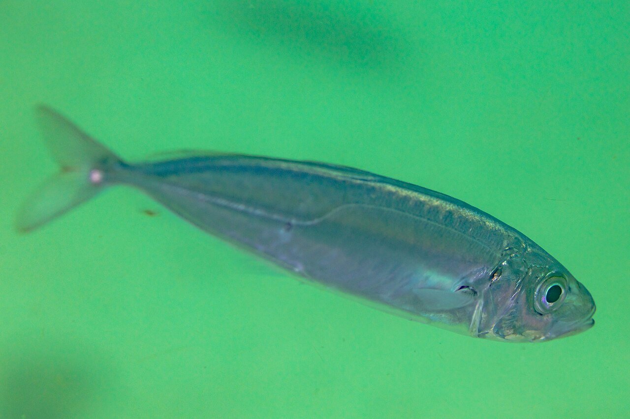 Jurel (Trachurus trachurus)