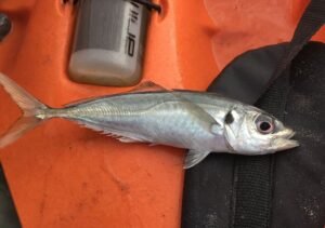 Jurel (Trachurus trachurus): el chicharro de los bancos costeros
