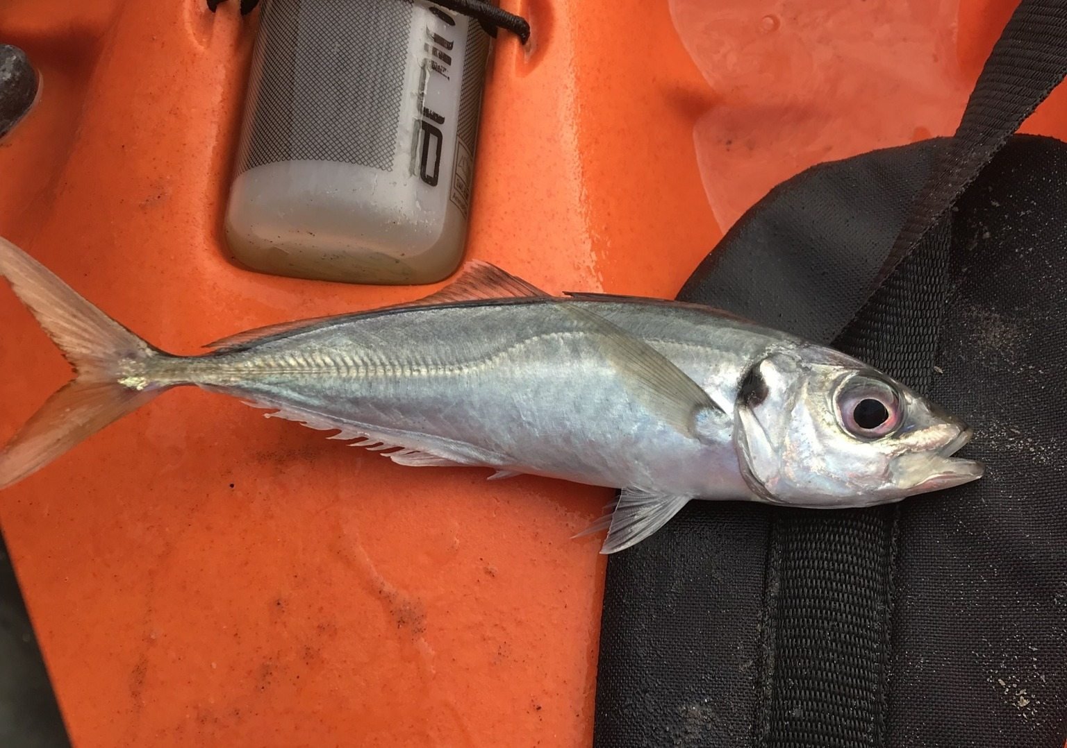 Jurel (Trachurus trachurus)