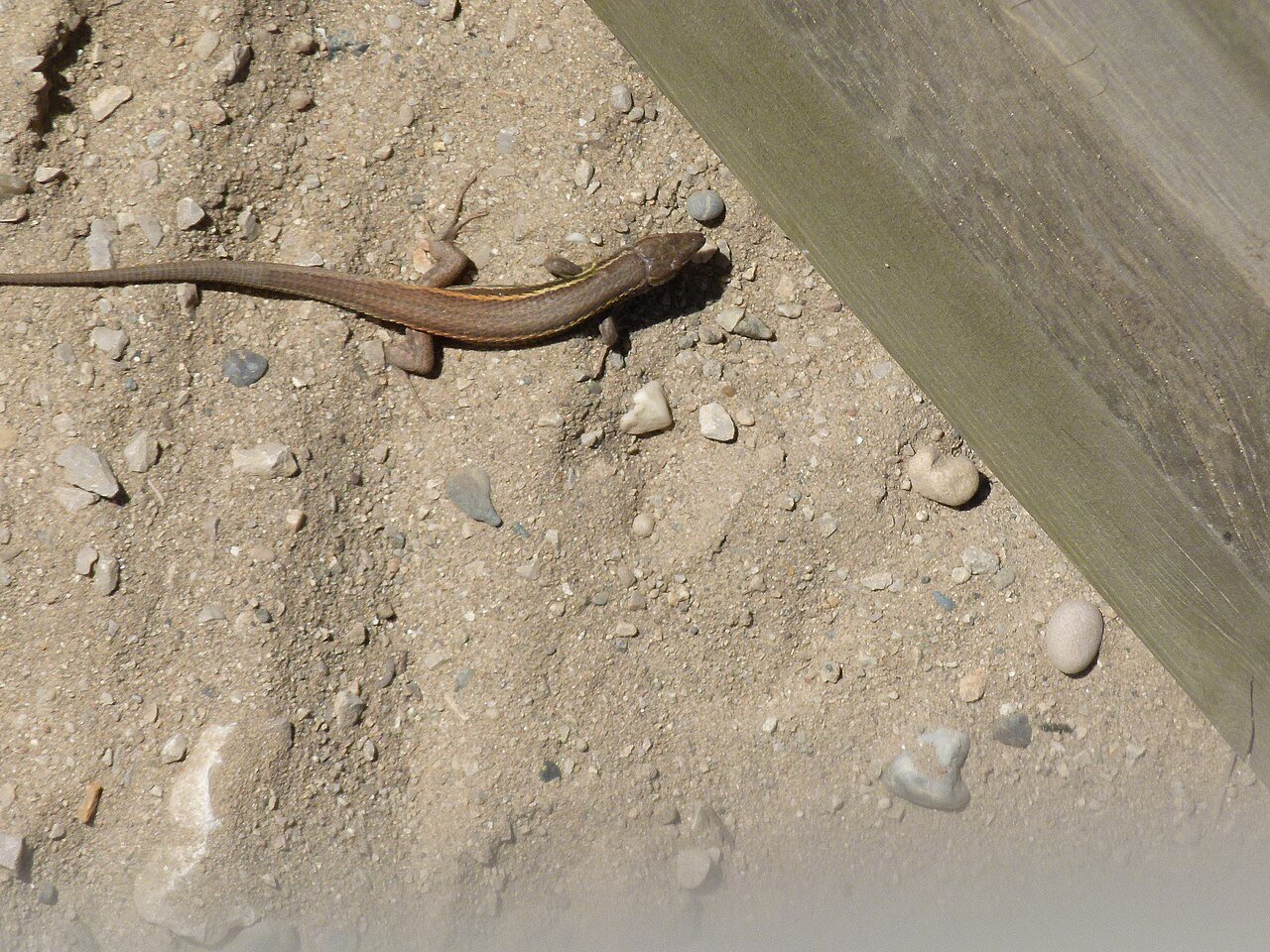 Lagartija colilarga (Psammodromus algirus)