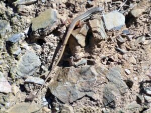 Lagartija colilarga (Psammodromus algirus)