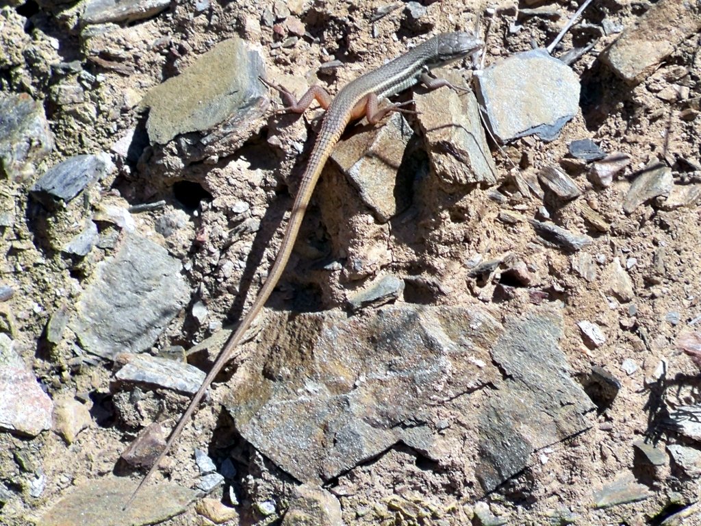 Lagartija colilarga (Psammodromus algirus)