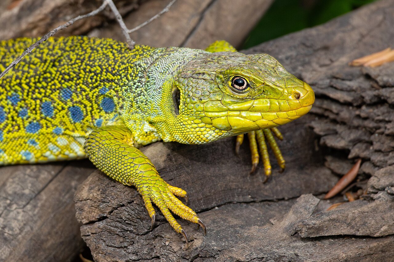 Lagarto ocelado (Timon lepidus)
