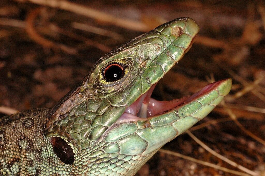 Lagarto ocelado (Timon lepidus)