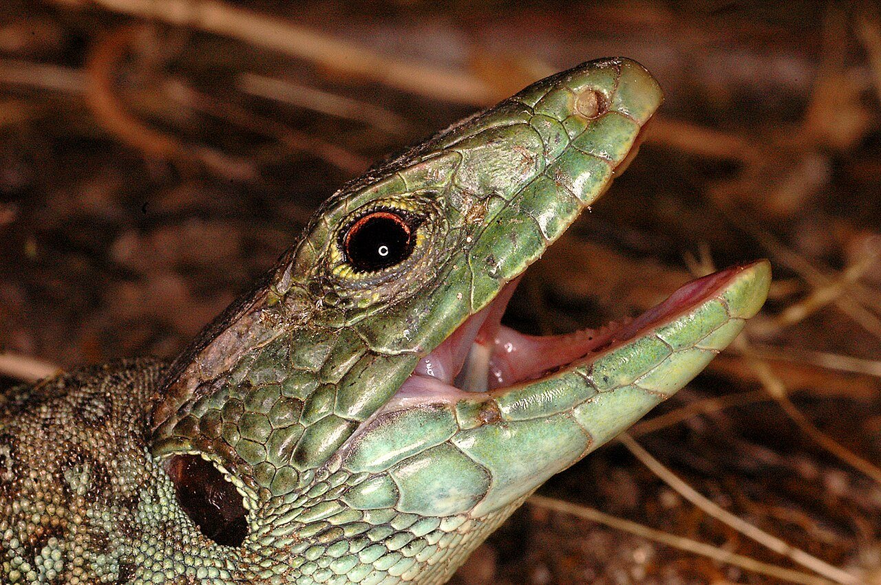 Lagarto ocelado (Timon lepidus)