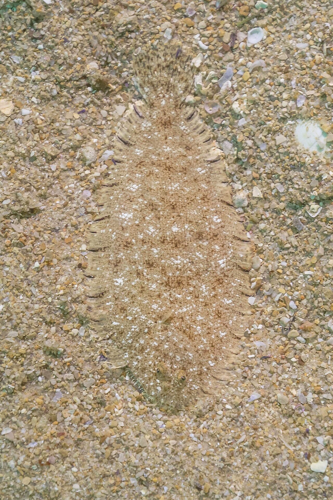 Lenguado (Solea solea)