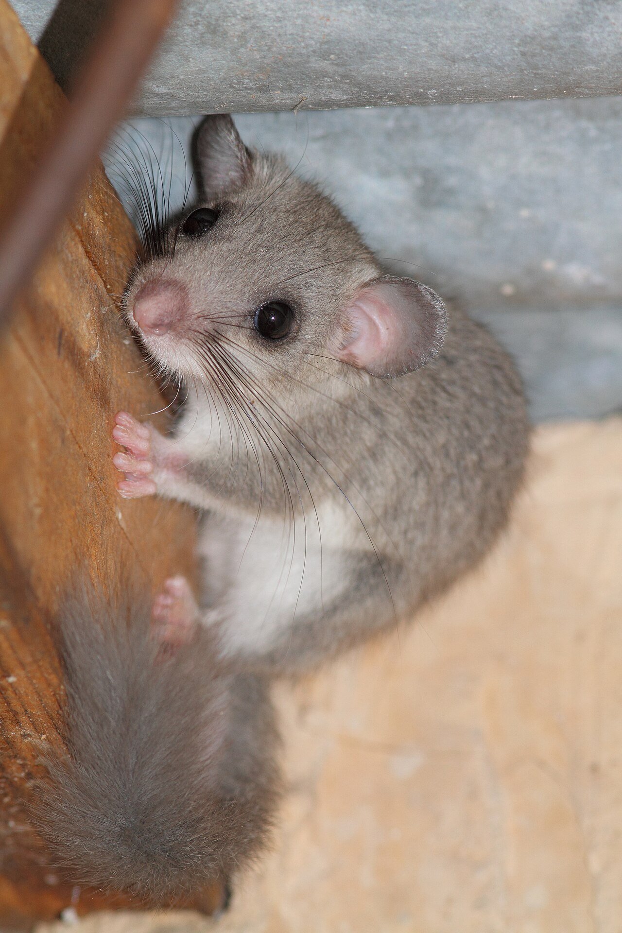 Lirón gris (Glis glis)