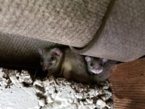 Lirón gris (Glis glis): el roedor que hiberna medio año