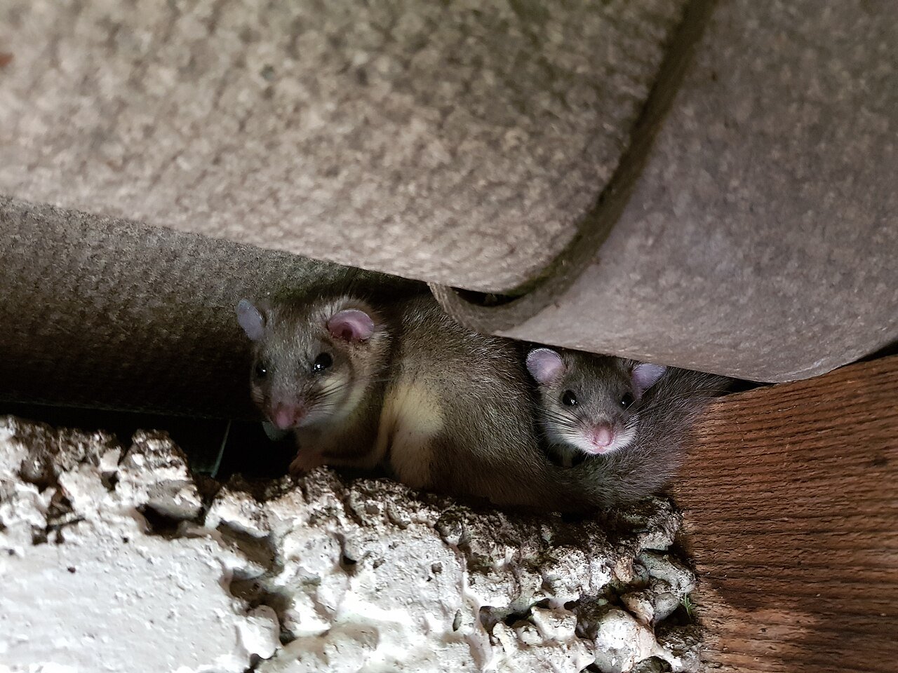 Lirón gris (Glis glis)