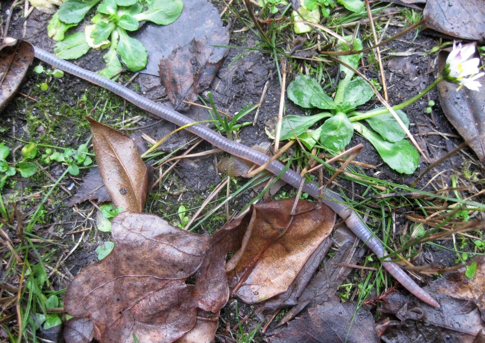 Ejemplar de lombriz de tierra, Lumbricus terrestris, sobre suelo con hojas