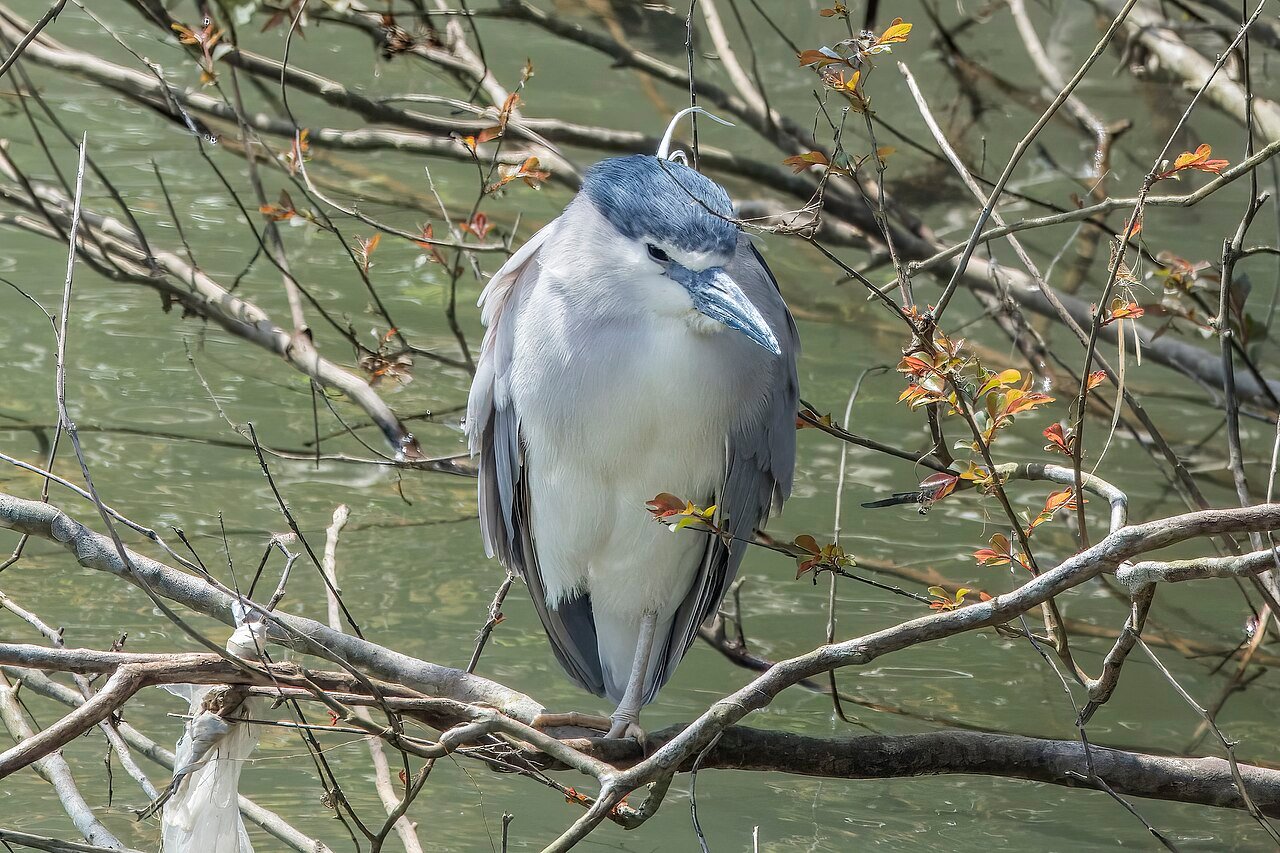 Martinete común (Nycticorax nycticorax)