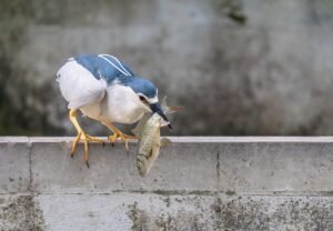 Martinete común (Nycticorax nycticorax)