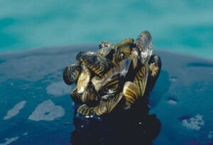 Mejillón cebra (Dreissena polymorpha): el bivalvo invasor de agua dulce