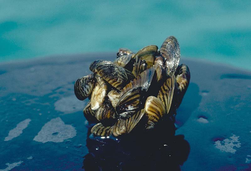 Cluster de mejillones cebra, Dreissena polymorpha, con sus valvas rayadas en zigzag