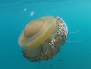 Medusa huevo frito (Cotylorhiza tuberculata): ¿pica en el Mar Menor?