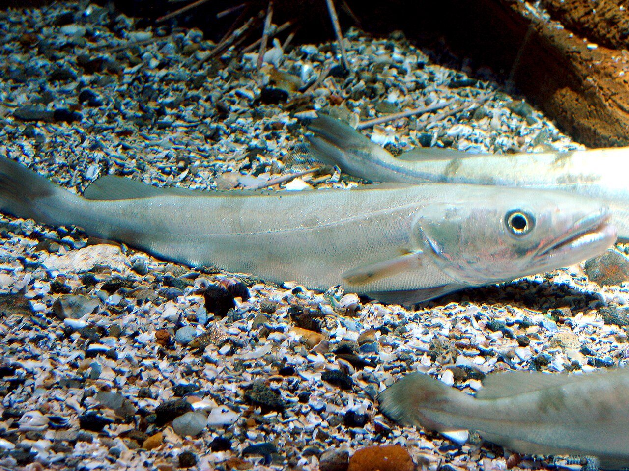 Merluza (Merluccius merluccius)