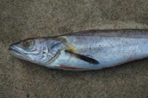Merluza: el depredador nocturno más pescado de Europa