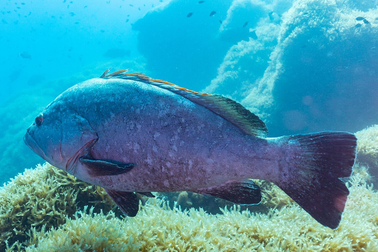 Mero (Epinephelus marginatus)