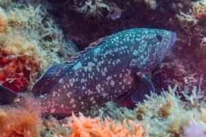 Mero (Epinephelus marginatus)