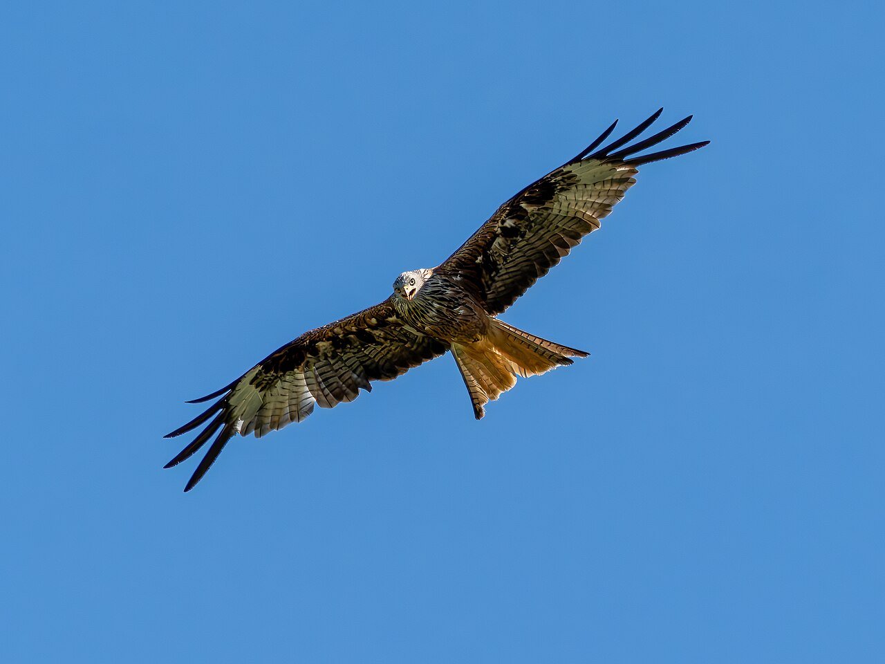 Milano real (Milvus milvus)