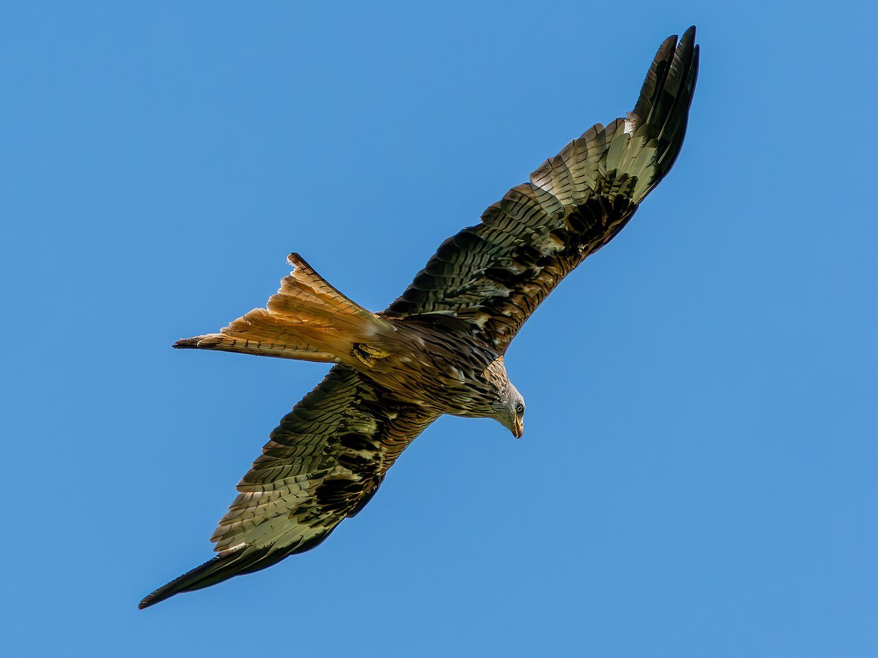 Milano real (Milvus milvus)