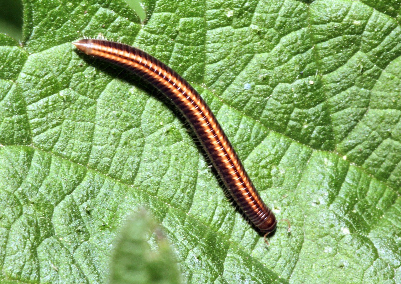 Milpiés (Ommatoiulus sabulosus)