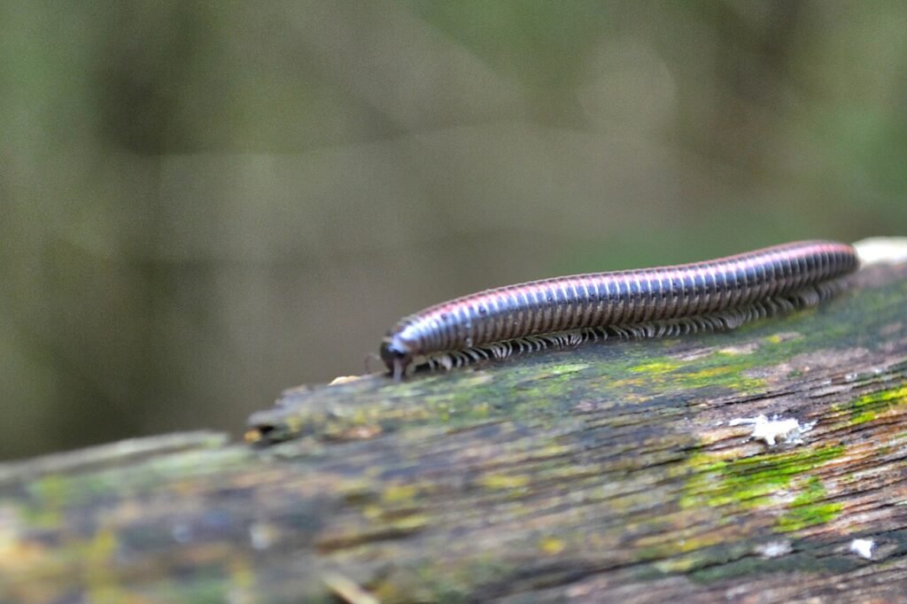 Milpiés (Ommatoiulus sabulosus)
