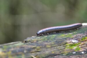 Milpiés (Ommatoiulus sabulosus)