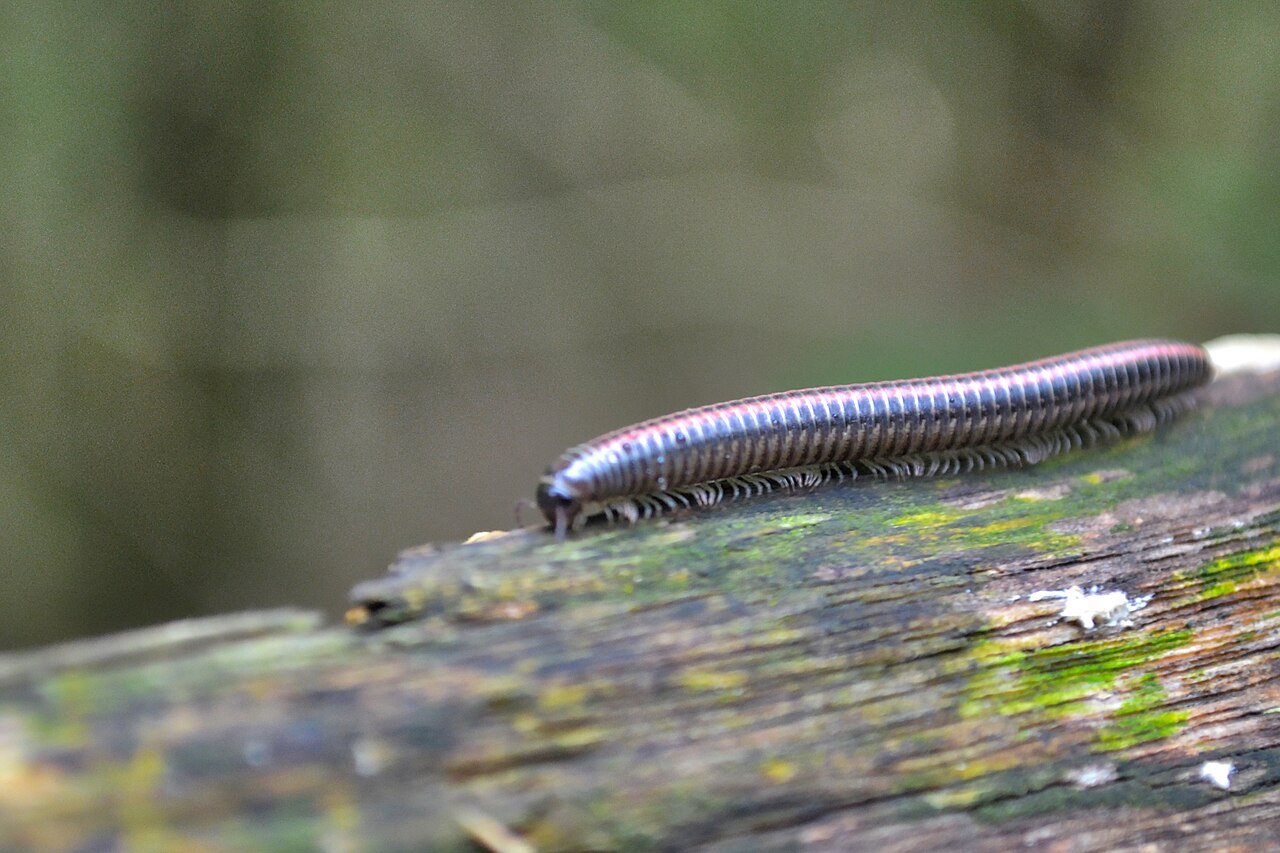 Milpiés (Ommatoiulus sabulosus)