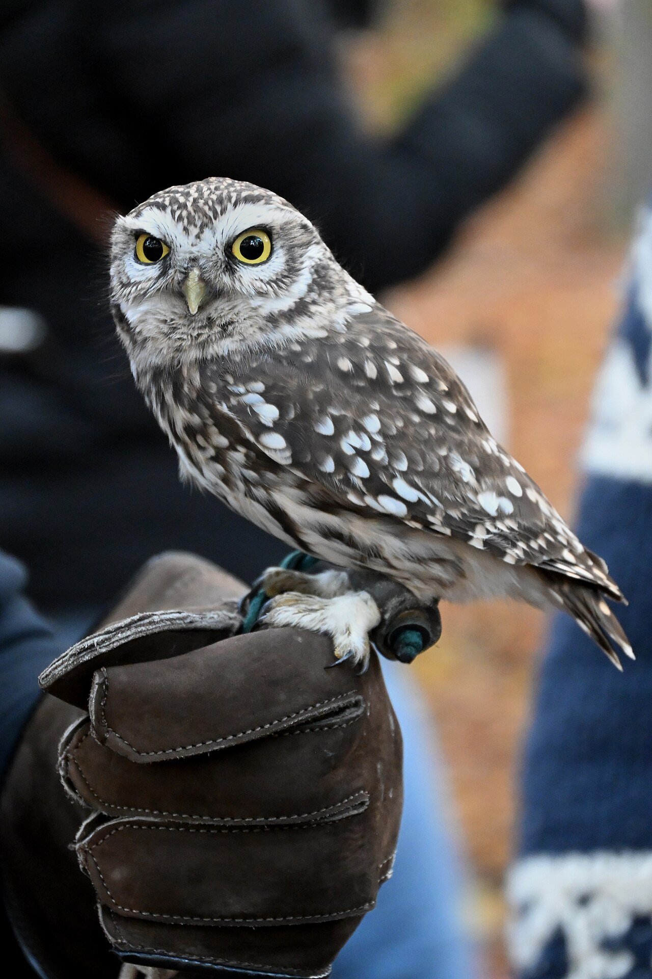 Mochuelo (Athene noctua)
