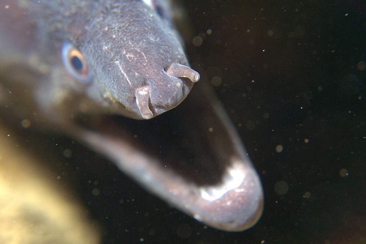 Morena (Muraena helena)
