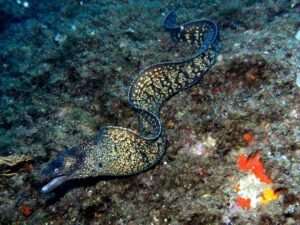 Morena (Muraena helena): la anguila mordedora del Mediterráneo