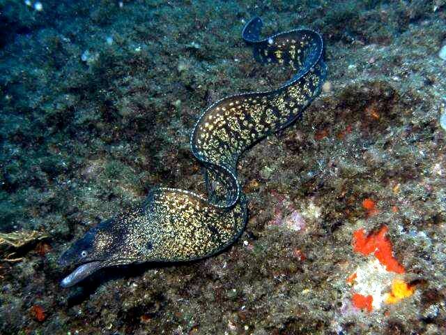 Morena (Muraena helena)