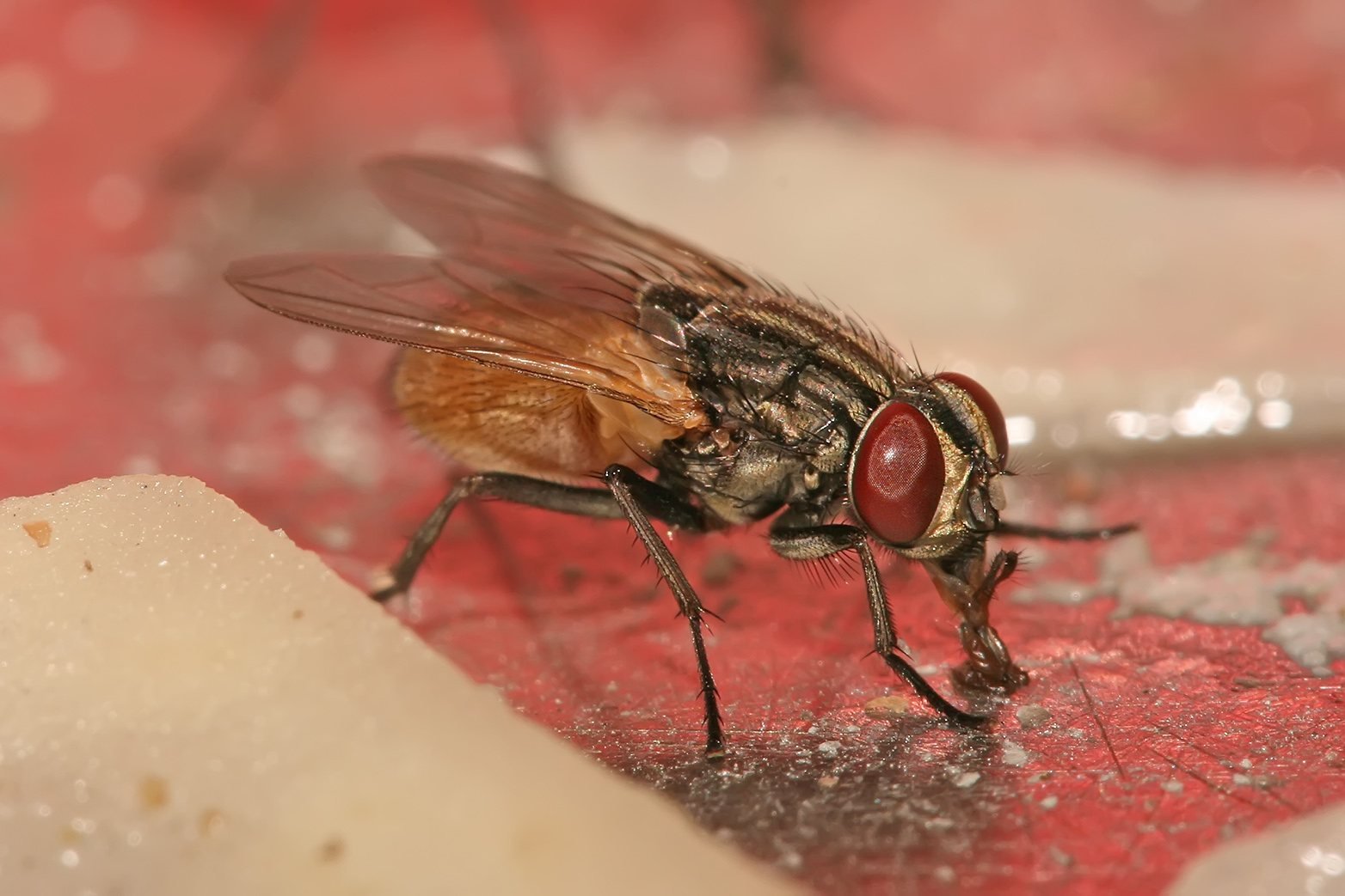 Mosca común, Musca domestica, con ojos rojos y tórax grisáceo rayado