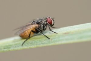 Mosca común (Musca domestica): el díptero más cosmopolita