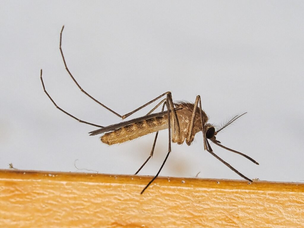 Mosquito común (Culex pipiens)
